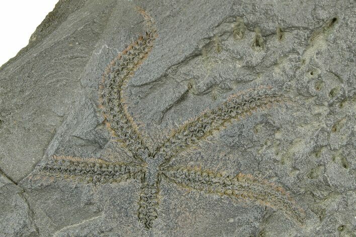 Ordovician Brittle Star (Ophiura) - Morocco #365281